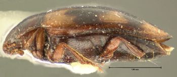 Media type: image;   Entomology 23939 Aspect: habitus lateral view